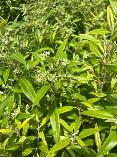 Lemon Myrtle - Mooloolaba