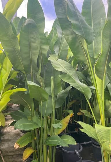 Heliconia Plants - Mooloolaba