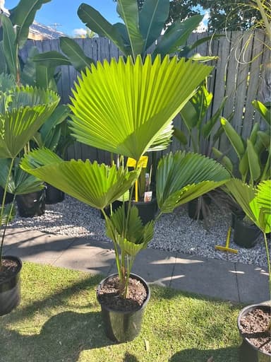 Fan Palm - Mooloolaba