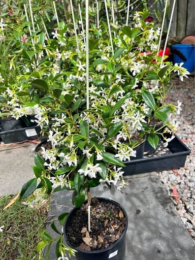 Star Jasmine 'Trachelospermum' - Mooloolaba