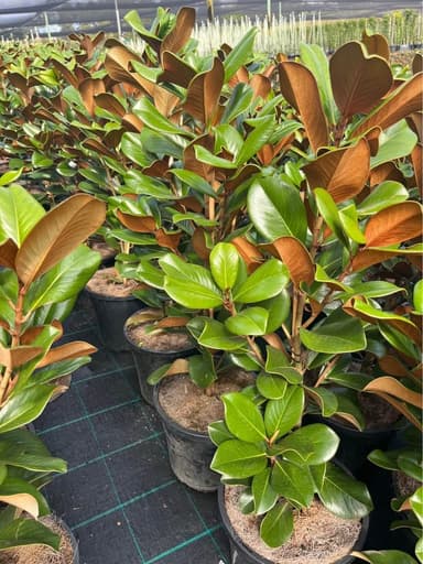 Magnolia 'Teddy Bear' - Mooloolaba
