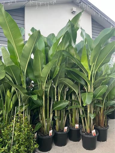 Heliconias 'Hot Rio Nights' - Mooloolaba