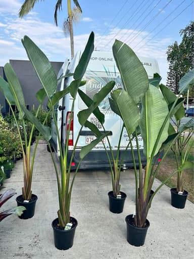 Bird of Paradise Plant - Mooloolaba