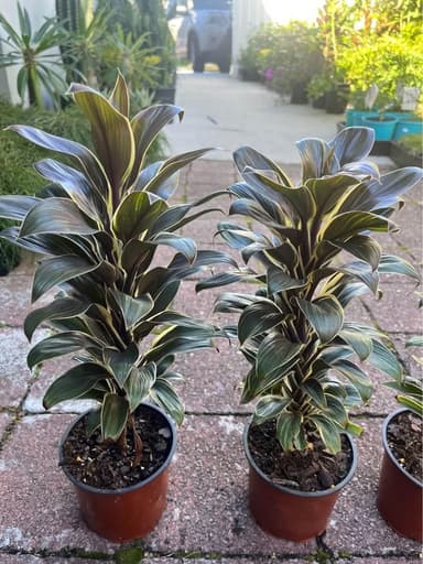Cordylines - Mooloolaba