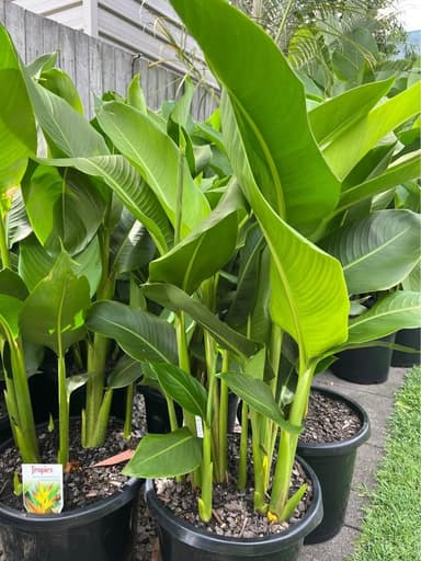 Heliconias 'Tropics' - Mooloolaba