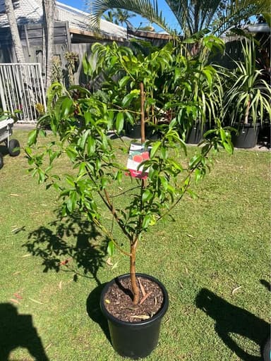 Peach Tree 'Floragold' - Mooloolaba