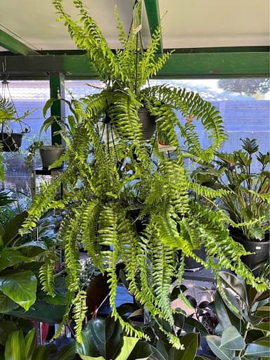 Boston Fern - Mooloolaba