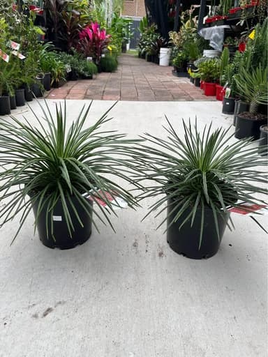 Agave Gem - Mooloolaba