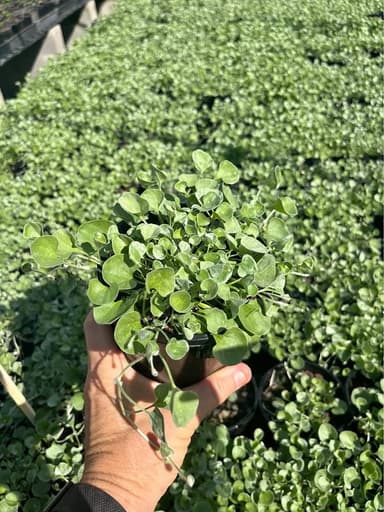 Dichondra Groundcover 'Silver Falls' - Mooloolaba