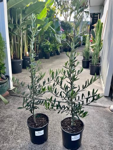 Olive 'Bambalina' - Mooloolaba