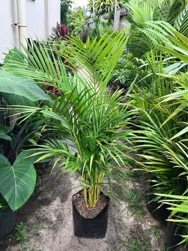 Golden Cane Palm - Mooloolaba