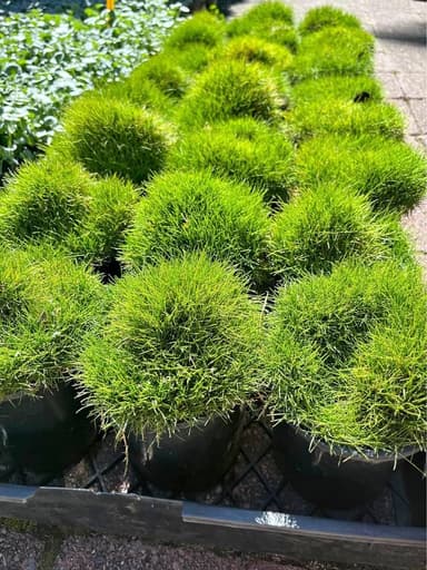 Zoysia No Mow Grass - Mooloolaba