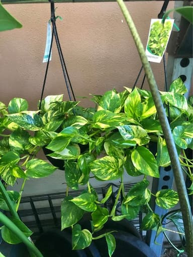 Devils Ivy - Mooloolaba
