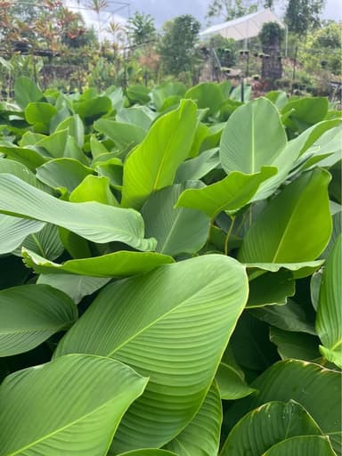Cigar Plant 'Calethea Lutea' - Mooloolaba