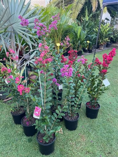 Crepe Myrtle - Mooloolaba