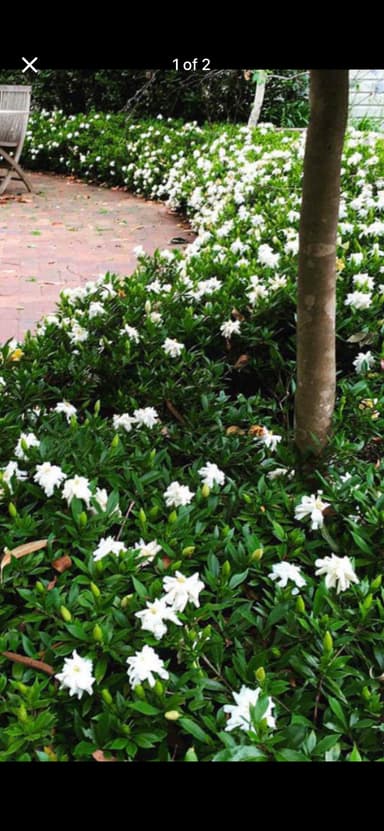 Gardenia 'Radicans' 140mm pots - Burrum Heads