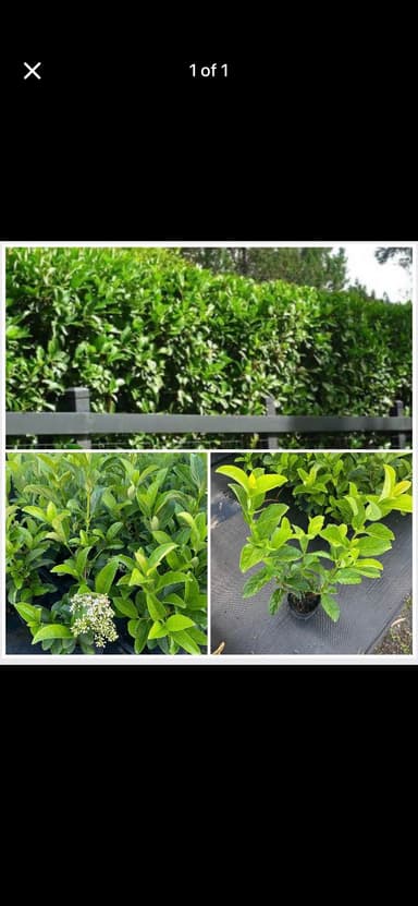 Viburnum Hedging 'Sweet viburnum' - Burrum Heads