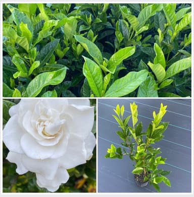 Gardenia 'Magnifica' - Burrum Heads