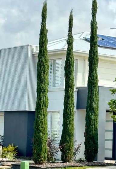 Italian Cypress Trees - Burrum Heads