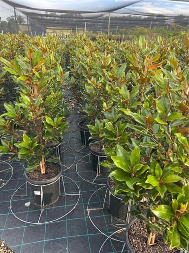 Magnolia 'Super Gem' - Mooloolaba