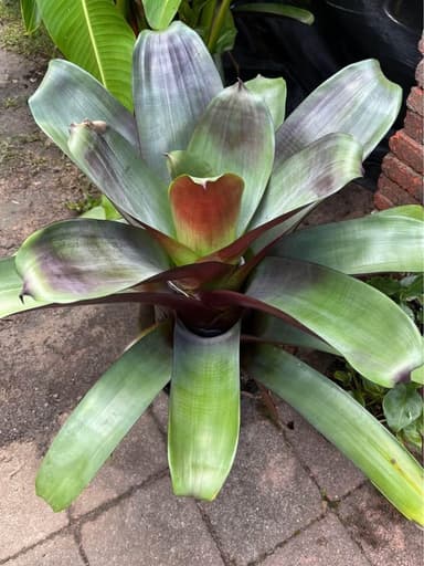 Bromeliad 'Silver Plum' - Mooloolaba