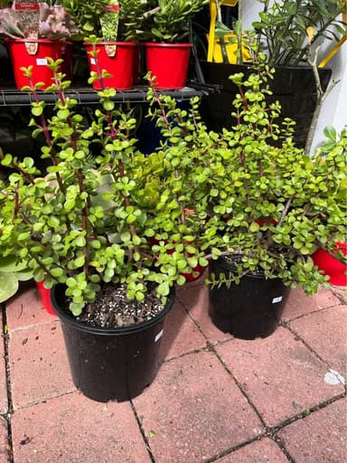 Jade Plant - Mooloolaba