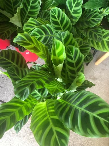 Calathea 'Zebrina' - Mooloolaba