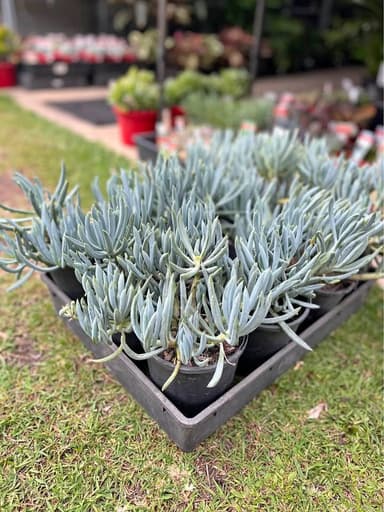 Blue Chalk Sticks Succulents - Mooloolaba