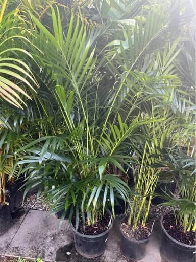 Palm Tree - Mooloolaba