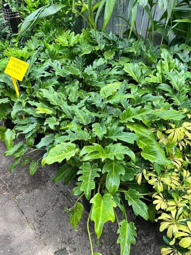 Philodendron 'Xanadu' - Mooloolaba