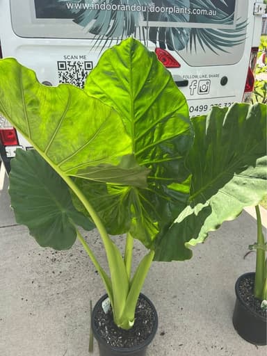 Alocasia - Mooloolaba