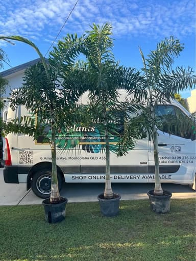 Foxtail Palm - Mooloolaba