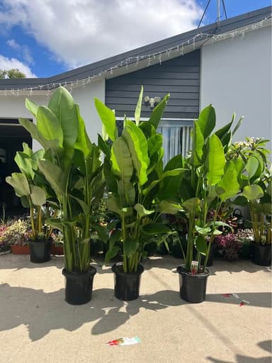 Rauliniana Heliconia - Mooloolaba