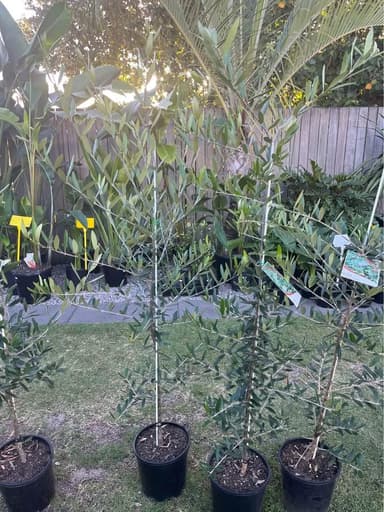Olive Trees 'Heritage Frantoio' - Mooloolaba