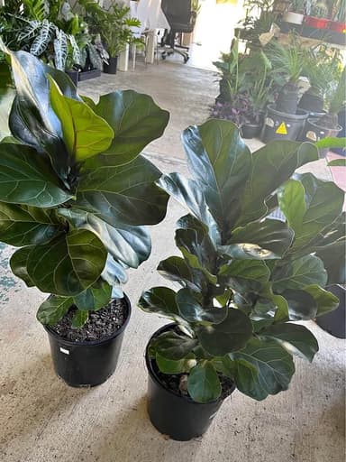 Fiddle Leaf Fig - Mooloolaba