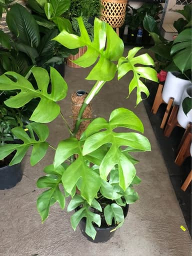 Monstera - Mooloolaba