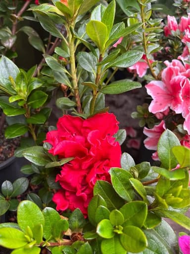 Azalea - Mooloolaba