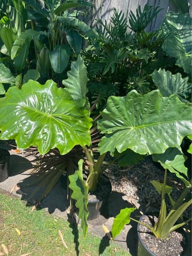 Elephant Ear Plant 'Alocasia Portadora' - Mooloolaba
