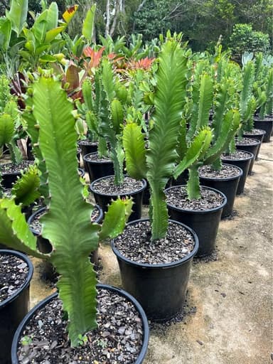 Cowboy Cactus - Mooloolaba