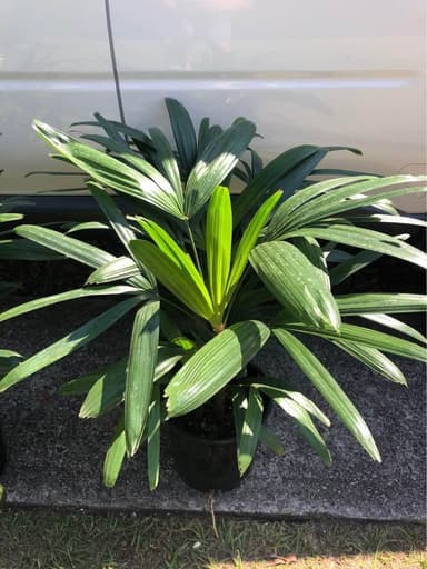 Lady Palm - Mooloolaba