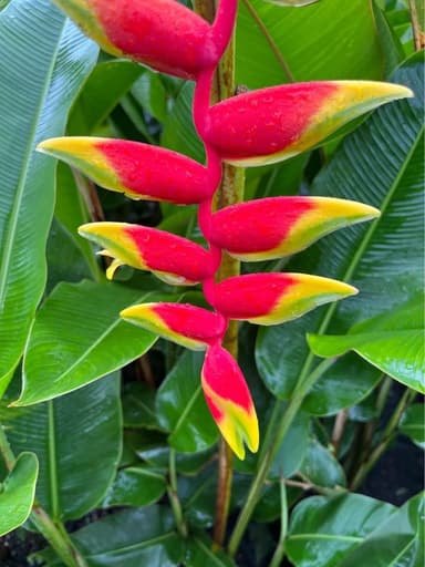 Lobster Claw Heliconia - Mooloolaba