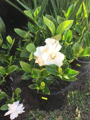 Gardenia 'Florida' - Mooloolaba