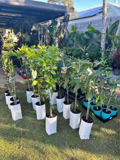 Fruit Trees - Mooloolaba