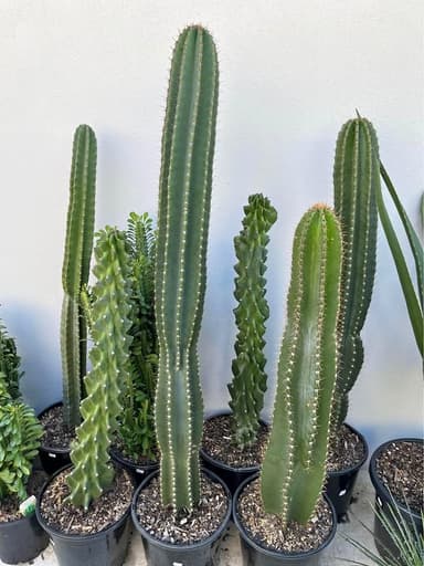 Cactus - Mooloolaba