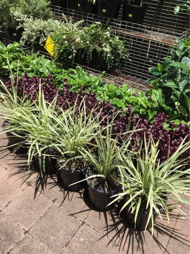 Stripey White Liriope - Mooloolaba