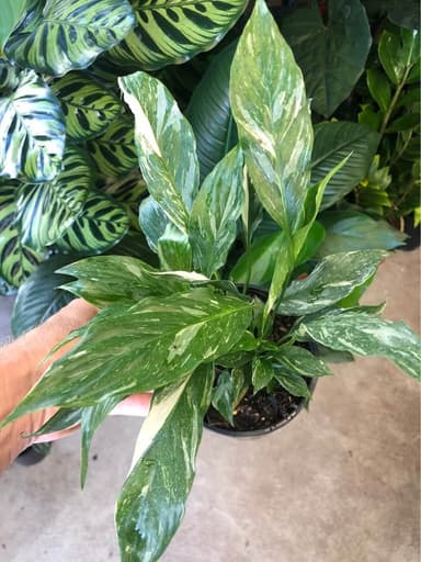 Variegated Peace Lily - Mooloolaba