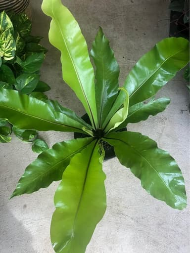 Bird's Nest Fern - Mooloolaba
