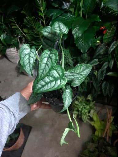 Monstera Siltepecana - Mooloolaba