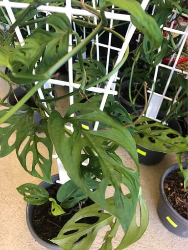 Swiss Cheese Plants - Mooloolaba