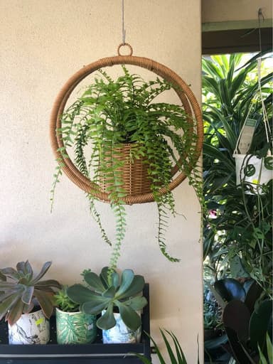Hanging Fern 'Asplenaum' - Mooloolaba